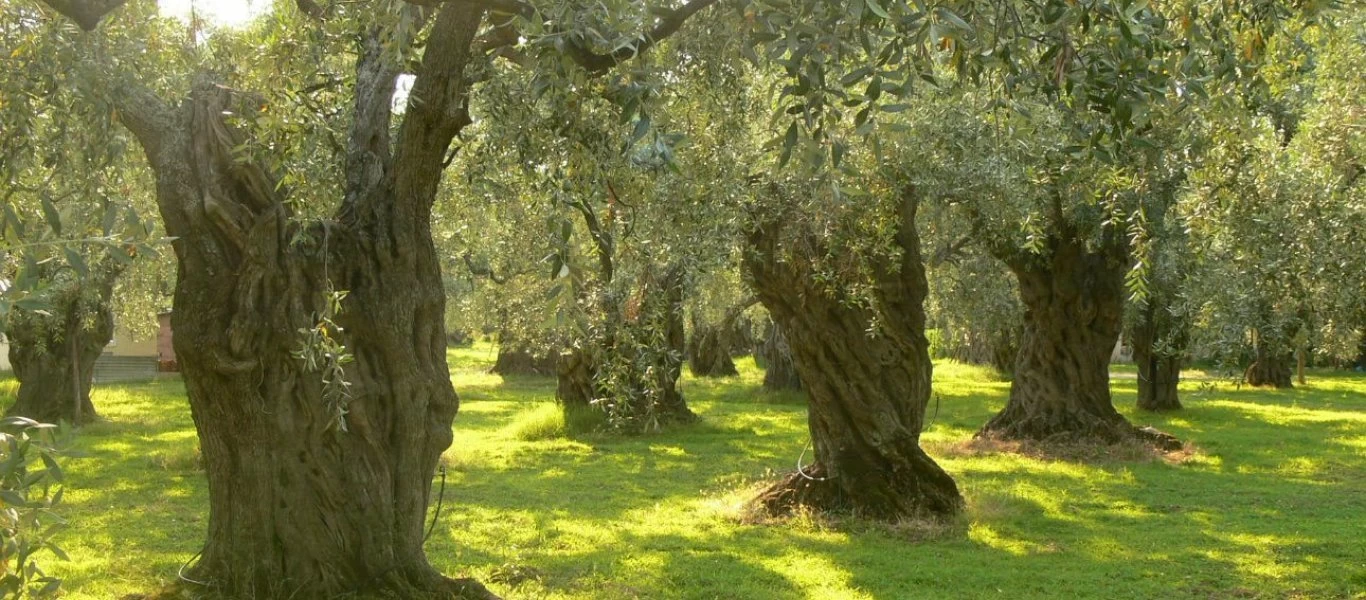 Το «τέρματισε» μια 34χρονη: «Παντρεύτηκε» ένα δέντρο με κανονική τελετή (φωτο)